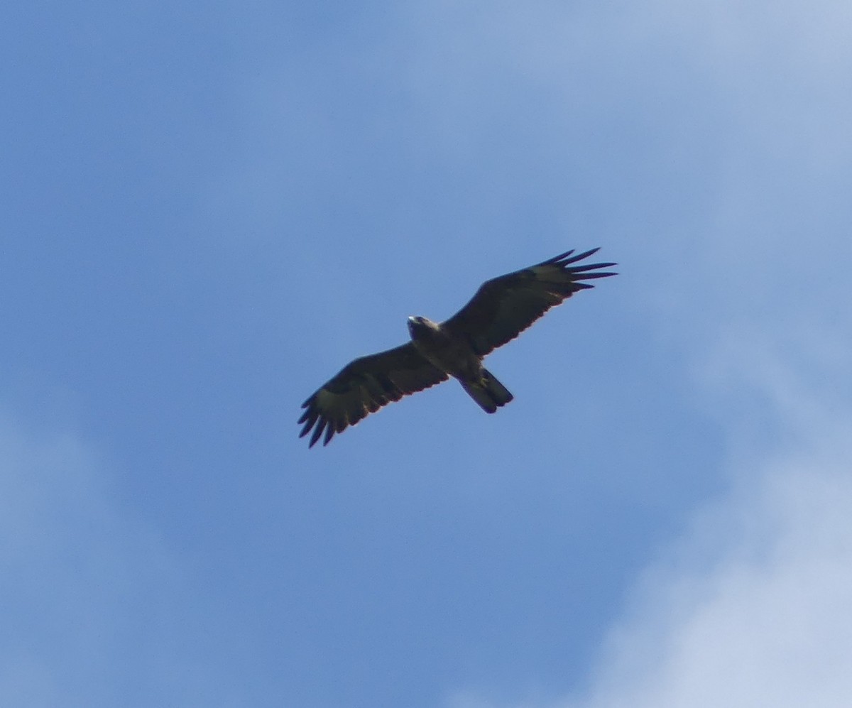 Wahlberg's Eagle - ML630434548