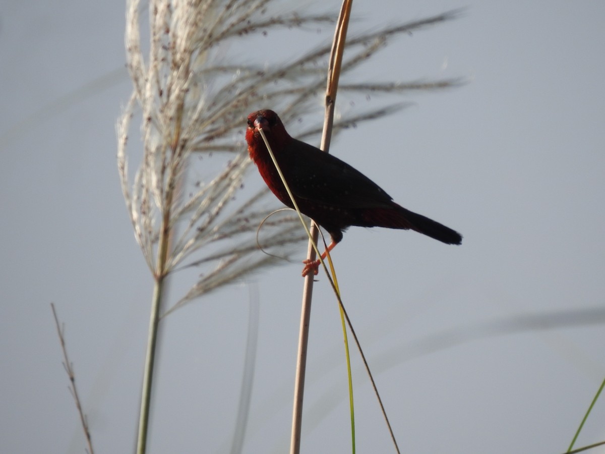Red Avadavat - ML630434552
