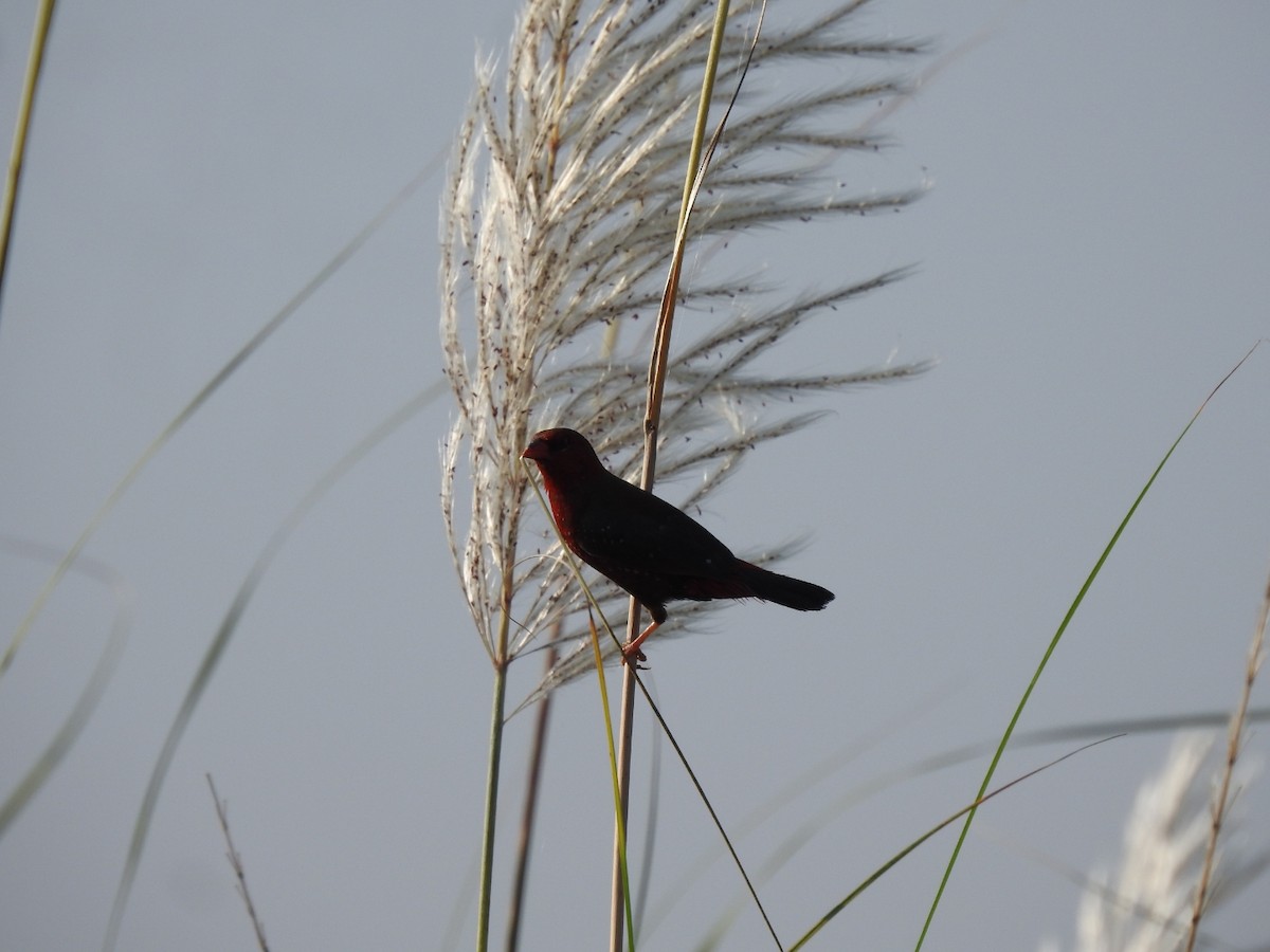 Red Avadavat - ML630434553