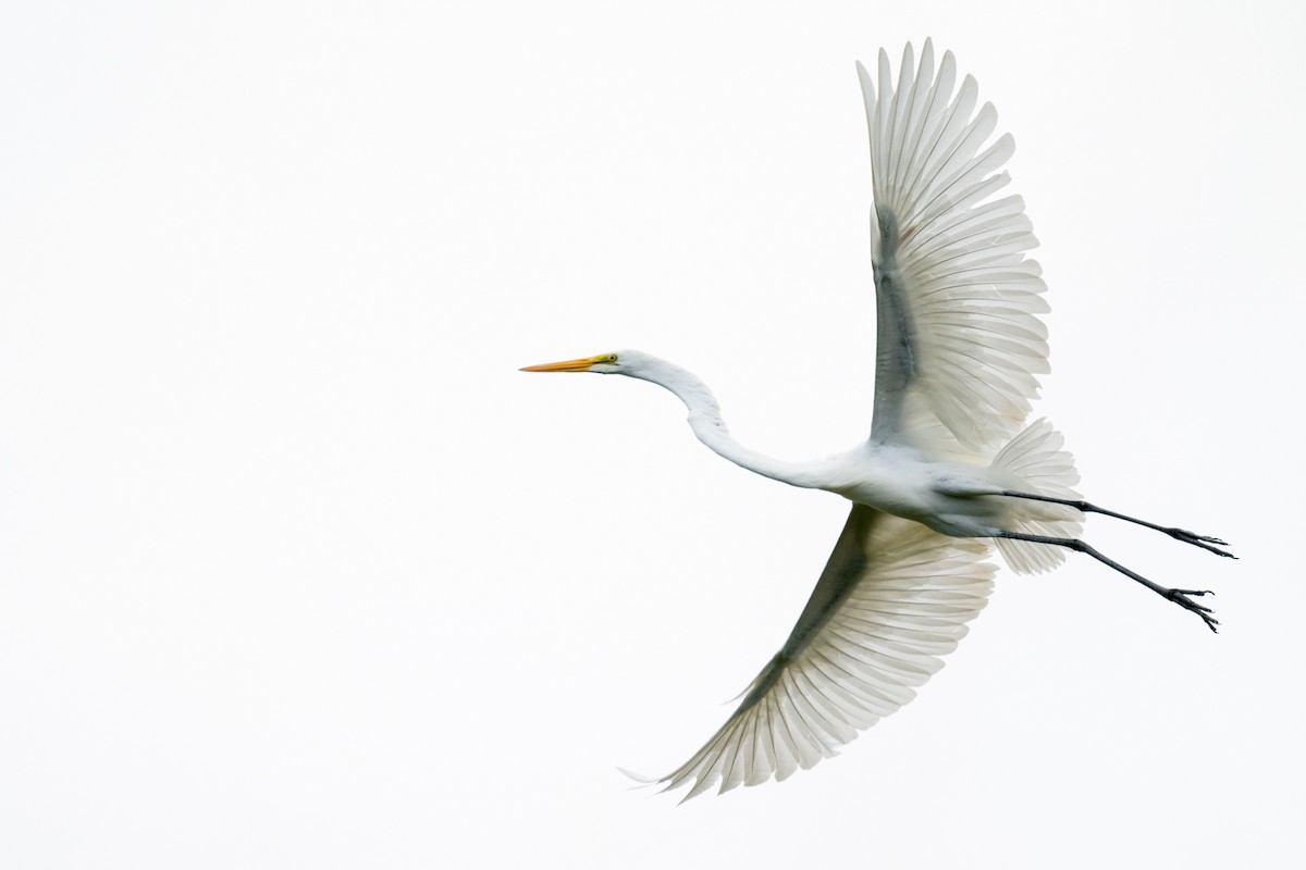 Great Egret - ML630434567