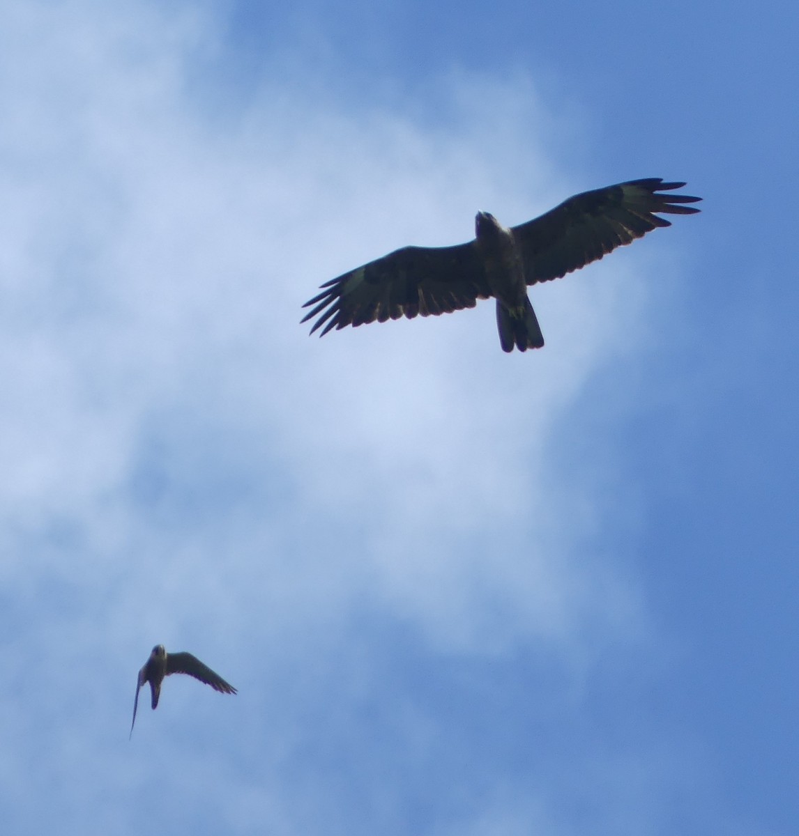 African Hobby - ML630434569