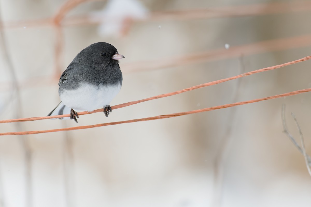 Dark-eyed Junco (Slate-colored) - ML630434571