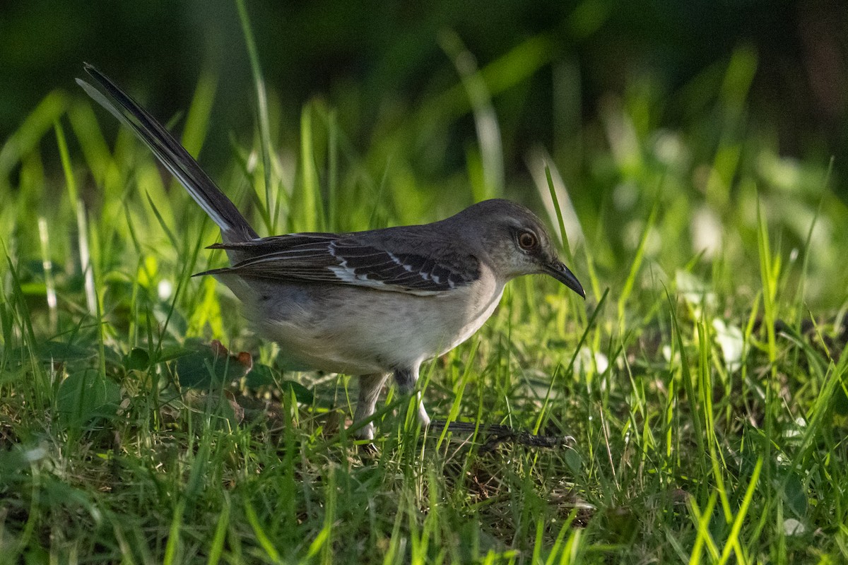 Northern Mockingbird - ML630434576