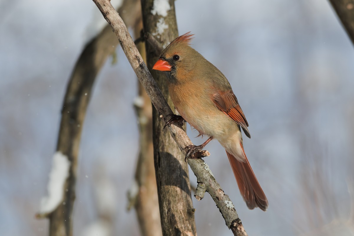 Cardinal rouge - ML630434577