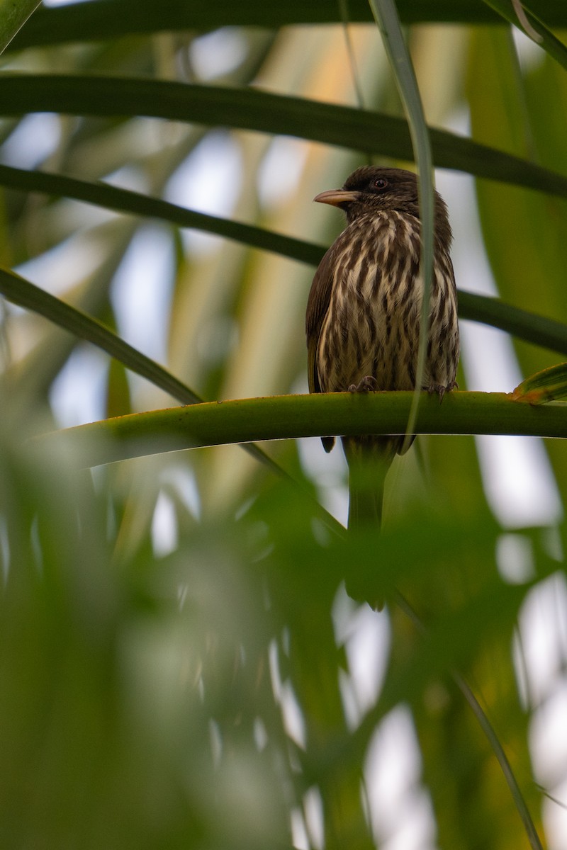 Palmchat - ML630434584