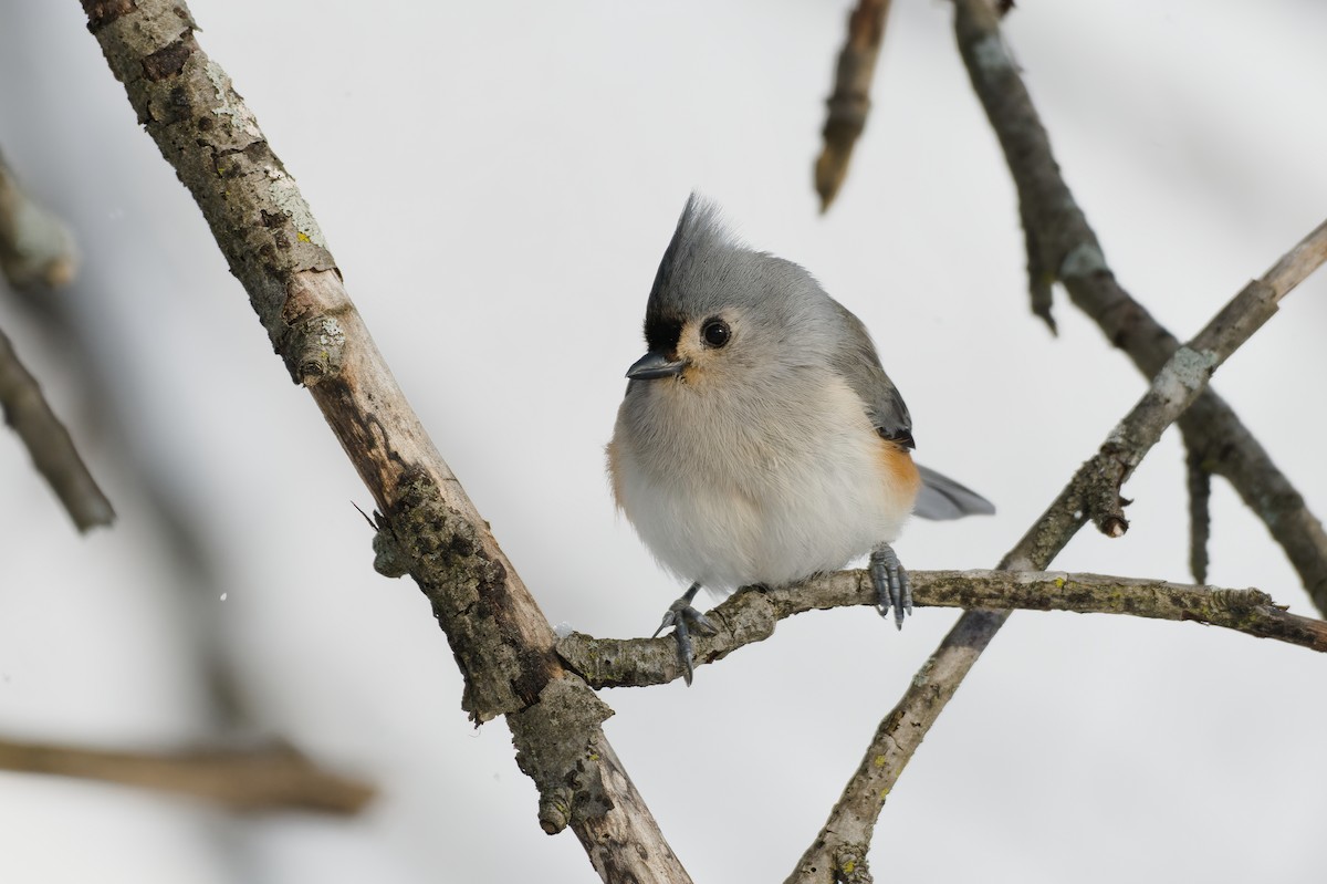 Mésange bicolore - ML630434596