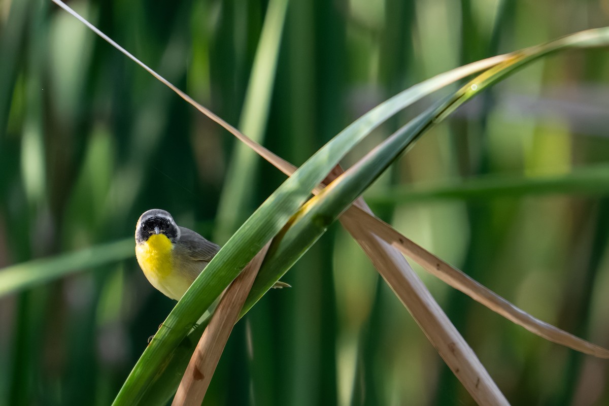 Common Yellowthroat - ML630434600