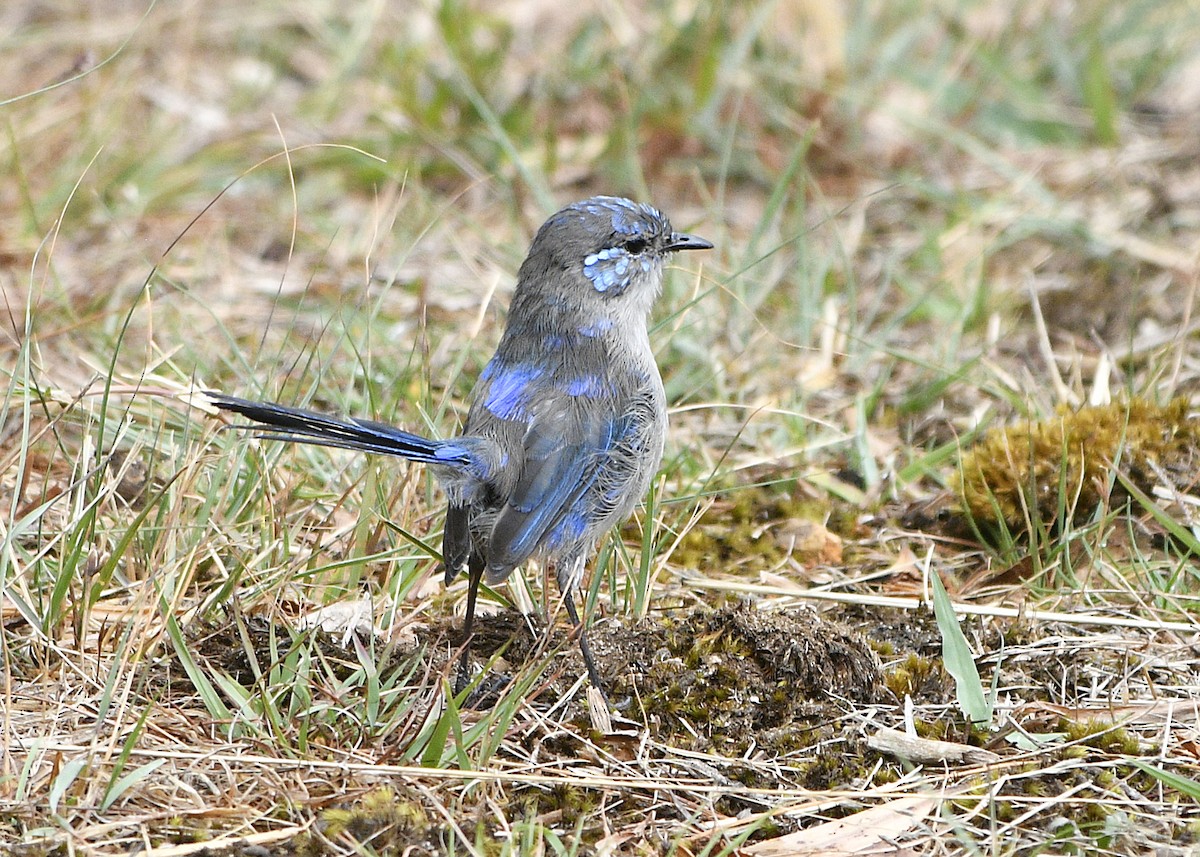 Splendid Fairywren - ML630434613