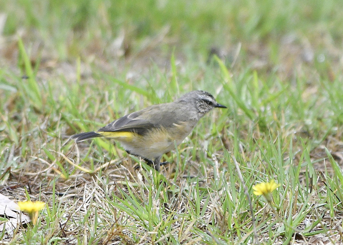 Yellow-rumped Thornbill - ML630434627