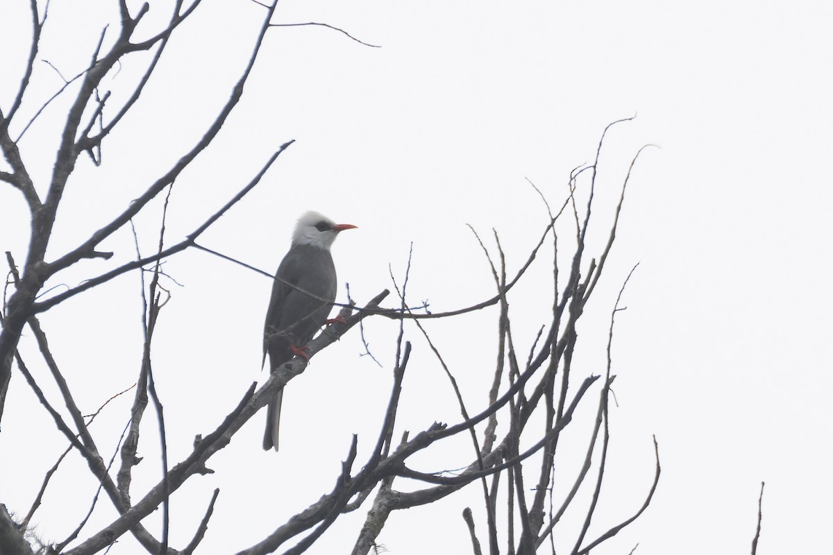 White-headed Bulbul - ML630435126