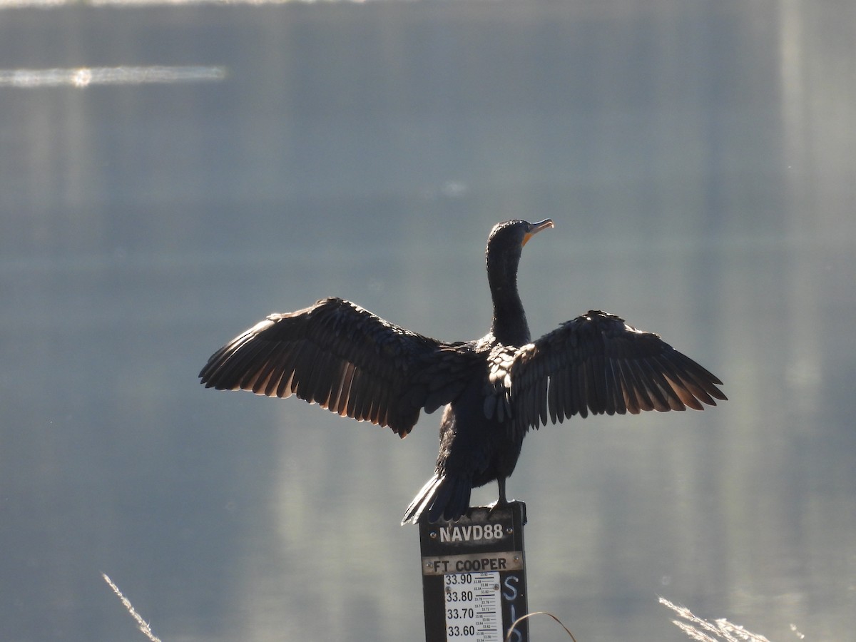 Double-crested Cormorant - ML630435327
