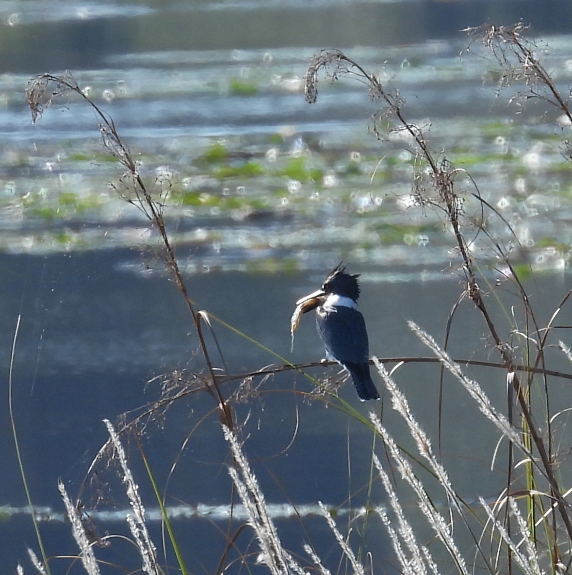 Belted Kingfisher - ML630435380