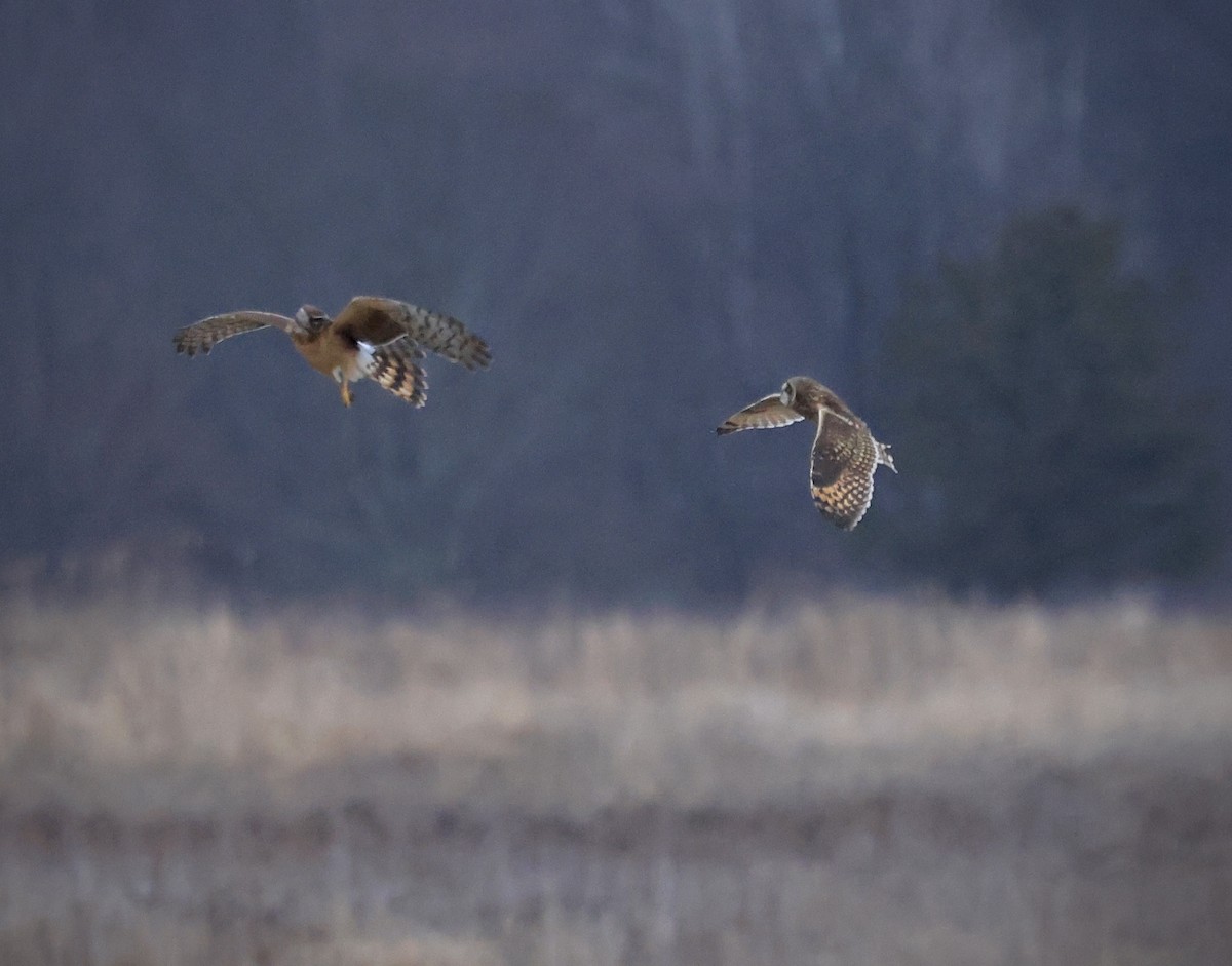 Short-eared Owl - ML630435424