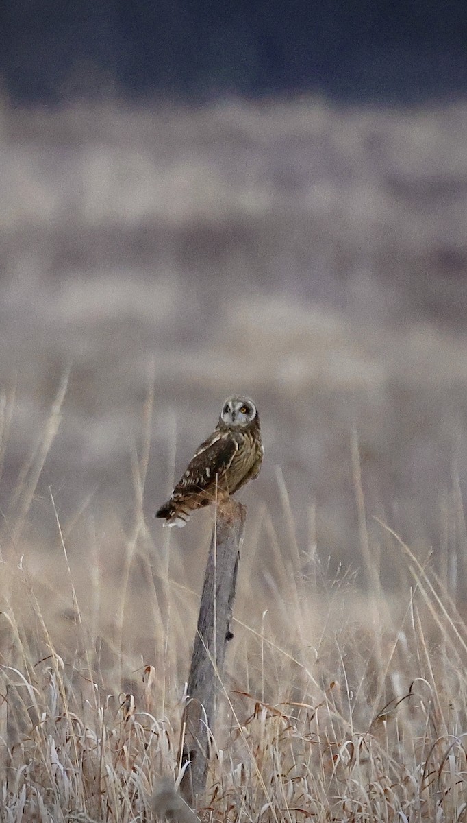 Short-eared Owl - ML630435425