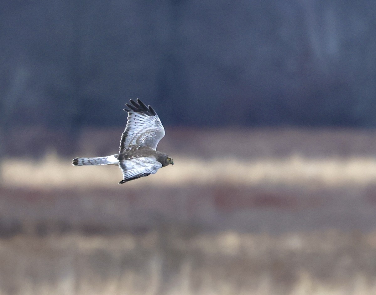 Northern Harrier - ML630435436