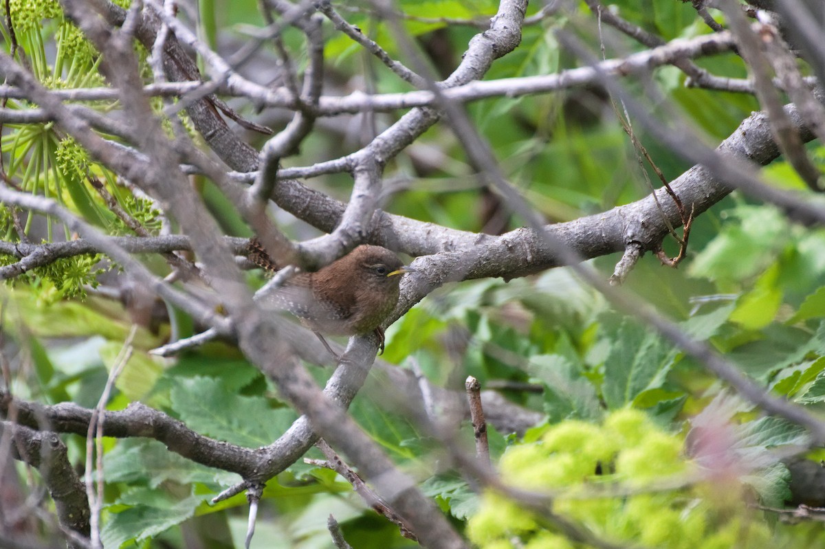 Troglodyte mignon (islandicus) - ML630435464