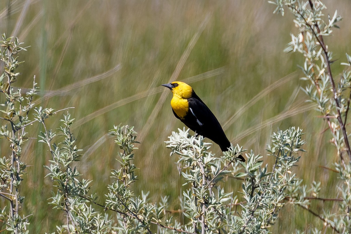 Yellow-headed Blackbird - ML630435574