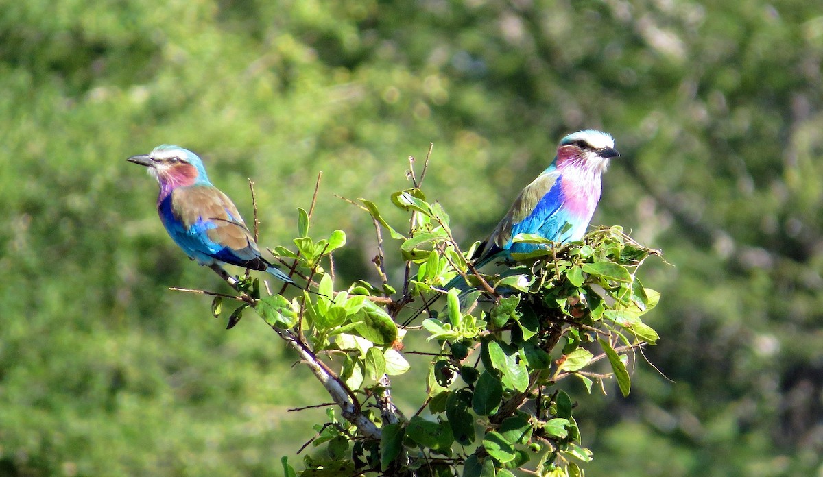 Lilac-breasted Roller - ML63043561