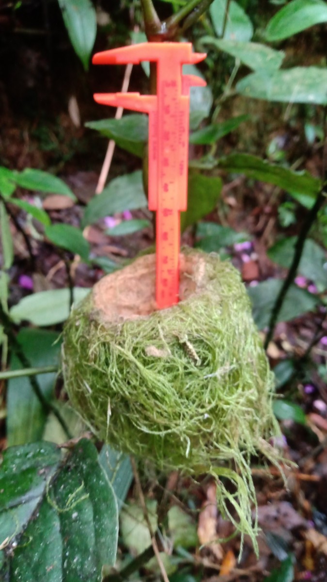 Bronzy Inca - ML630435958