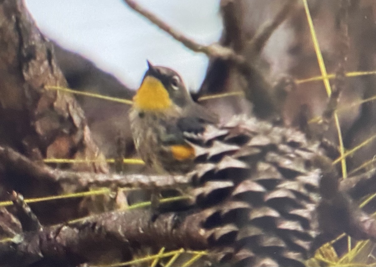 lesňáček žlutoskvrnný (ssp. auduboni) - ML630435972