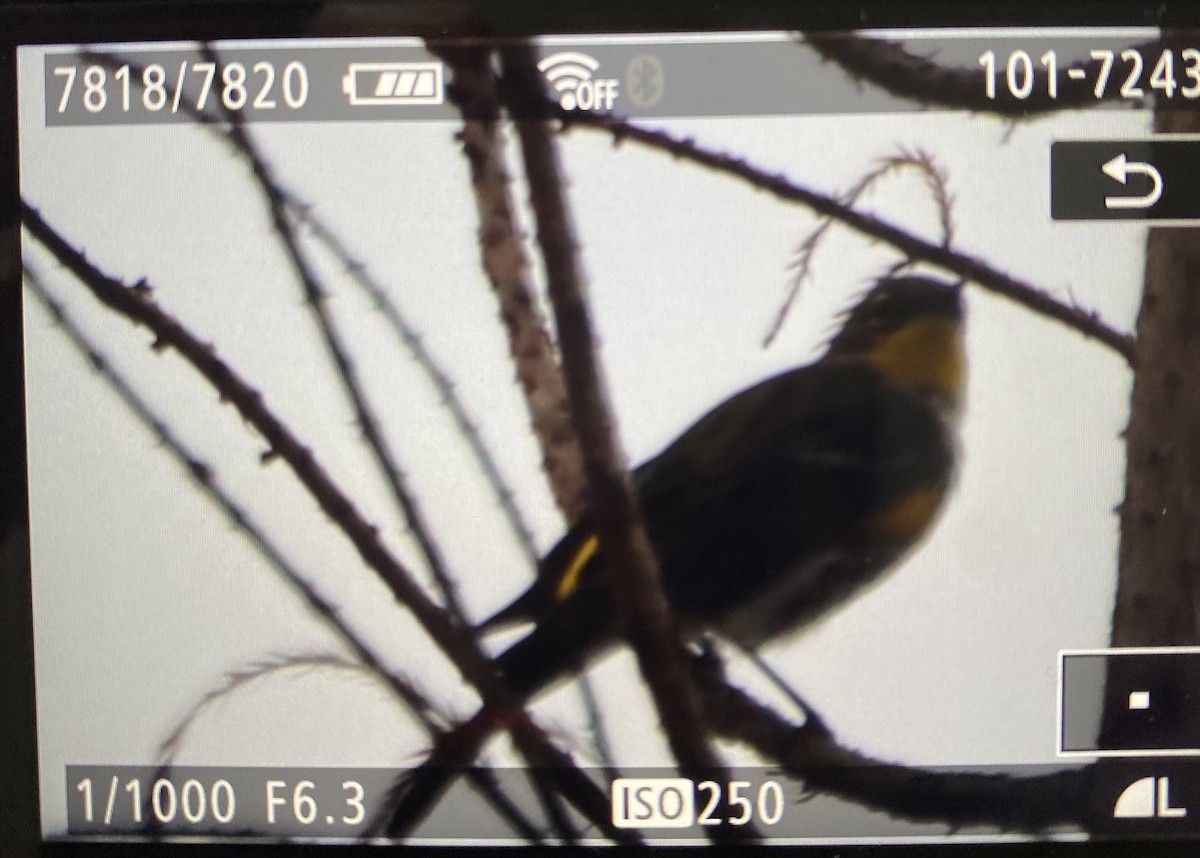 lesňáček žlutoskvrnný (ssp. auduboni) - ML630435973