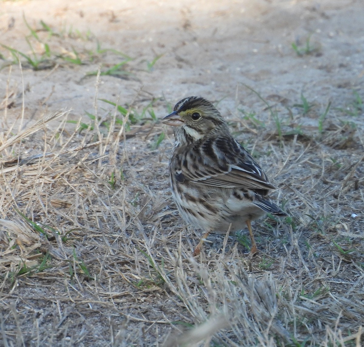 Savannah Sparrow - ML630436007