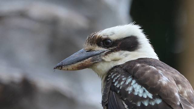 Laughing Kookaburra - ML630436026