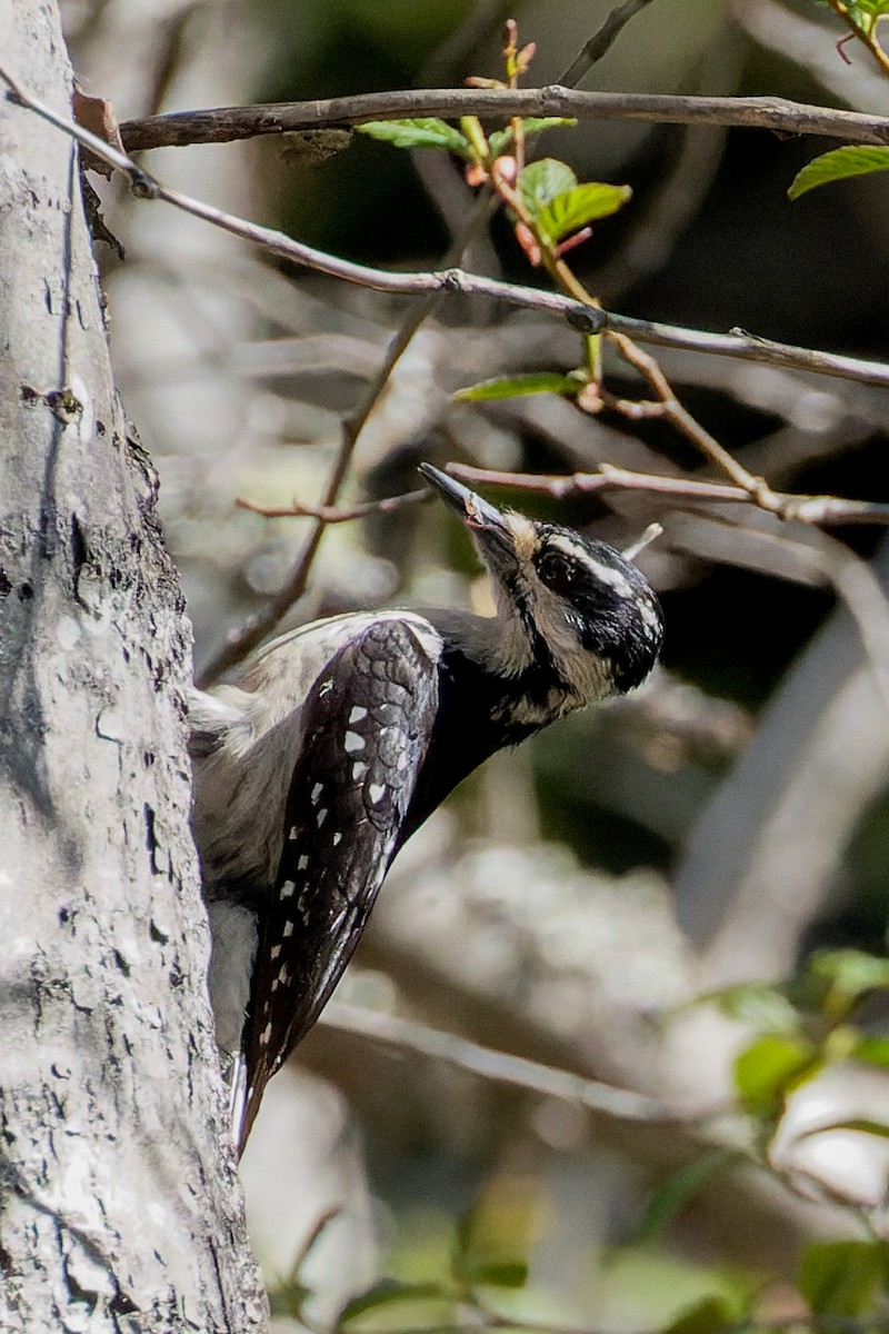 Hairy Woodpecker - ML630436095