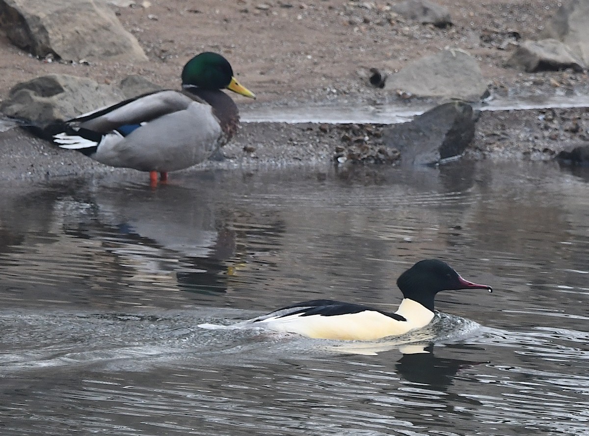 Хумхин бохио - ML630436129