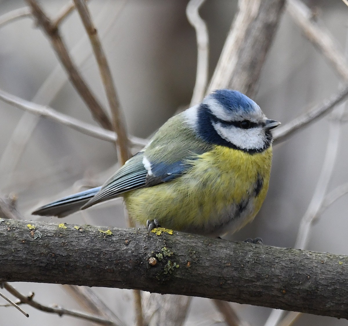 Өрнийн хөх бух - ML630436135