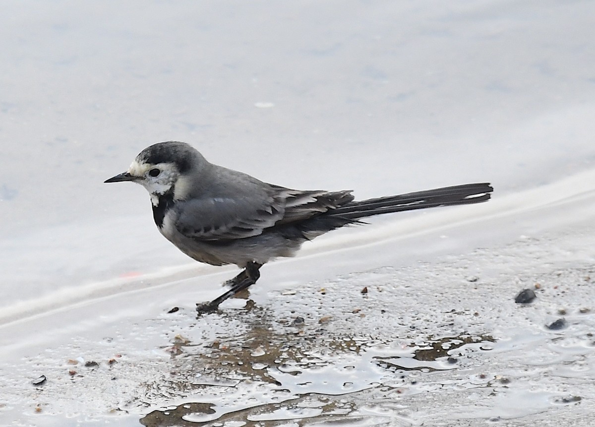 Хөх цэгцгий - ML630436142