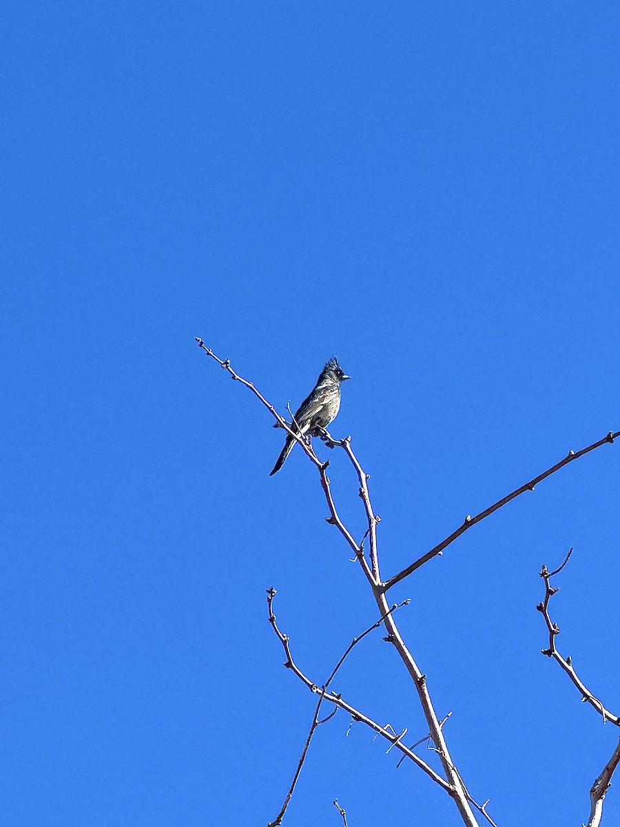 Phainopepla - ML630436186