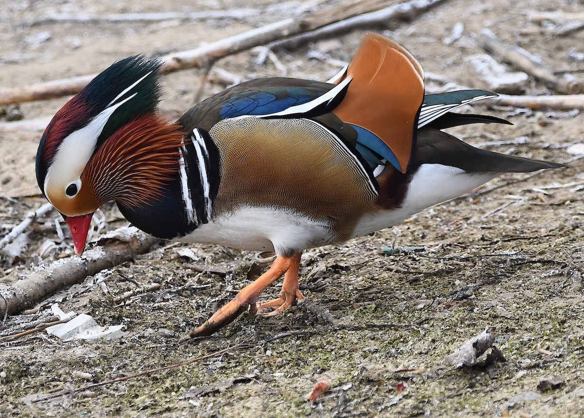 Мандир уранхажин - ML630436244