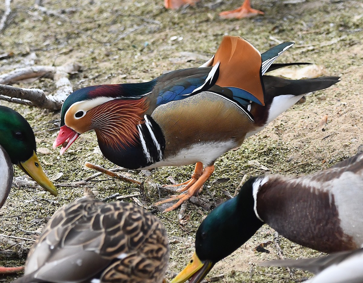 Мандир уранхажин - ML630436245