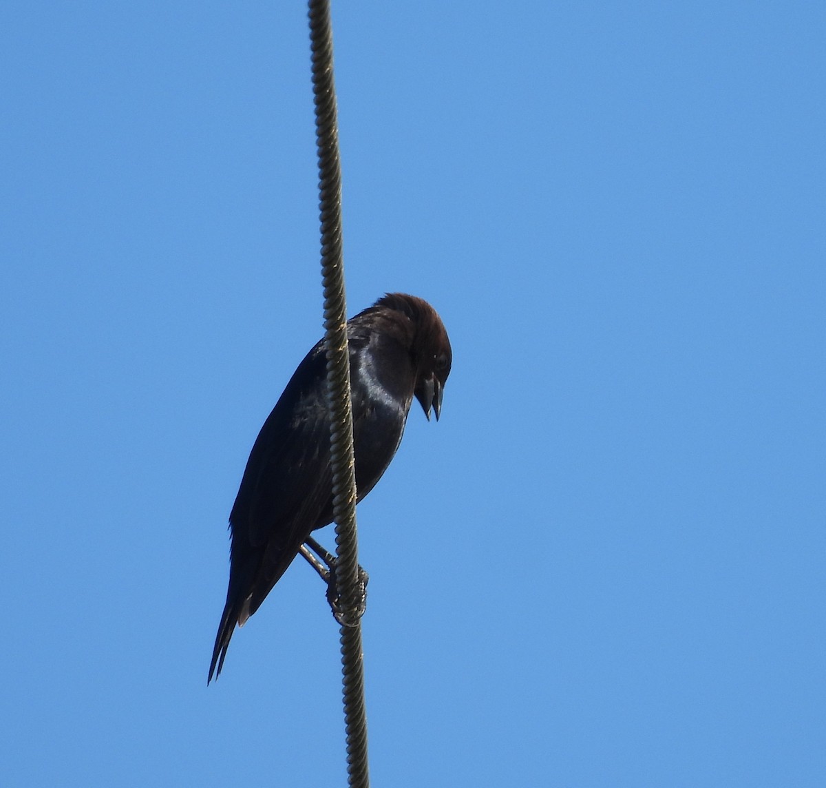 Brown-headed Cowbird - ML630436416