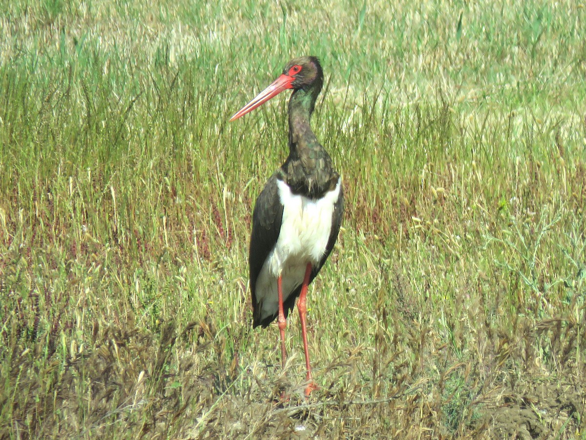 Black Stork - ML630436498