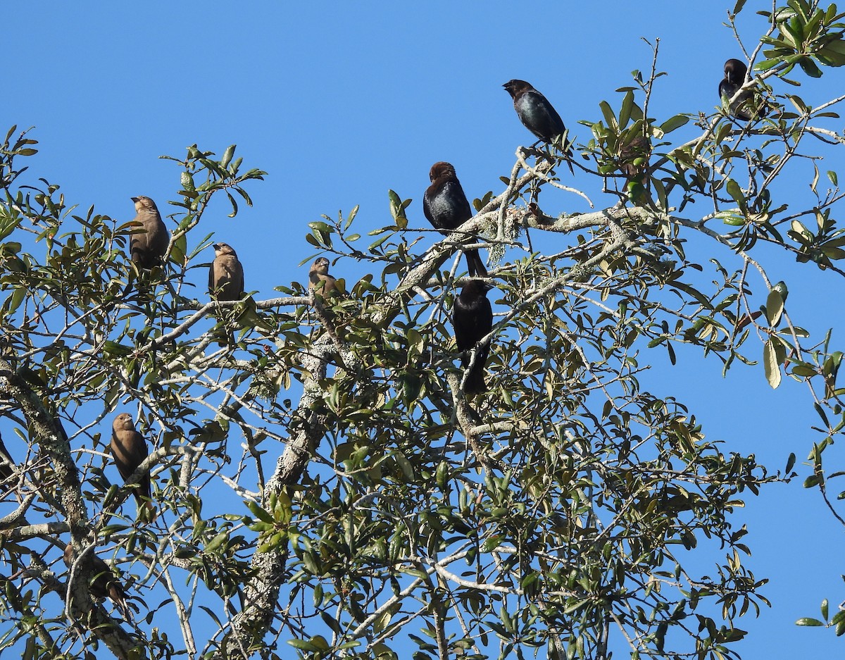 Brown-headed Cowbird - ML630436741