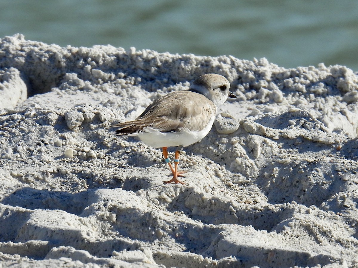 Piping Plover - ML630436778