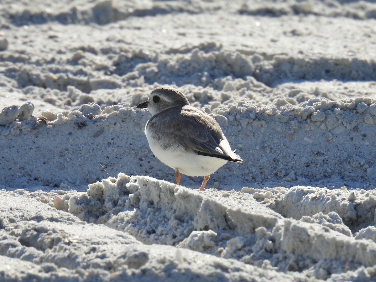 Piping Plover - ML630436779