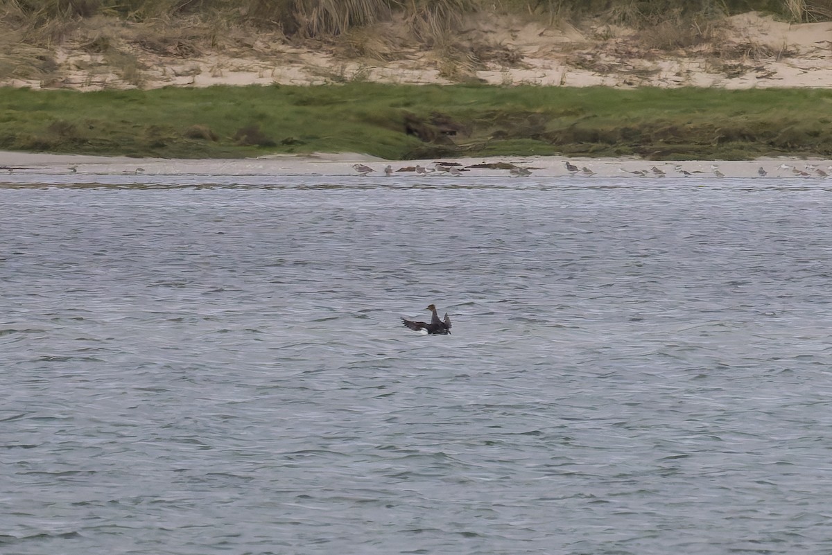 Red-breasted Merganser - ML630436846