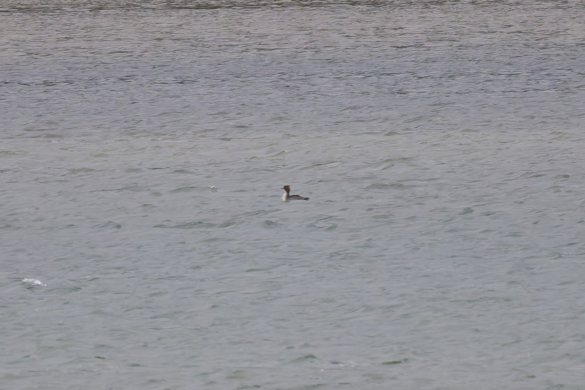 Red-breasted Merganser - ML630436853