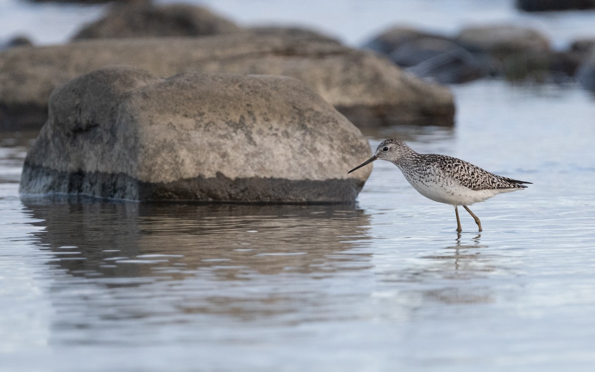 Marsh Sandpiper - ML630436937
