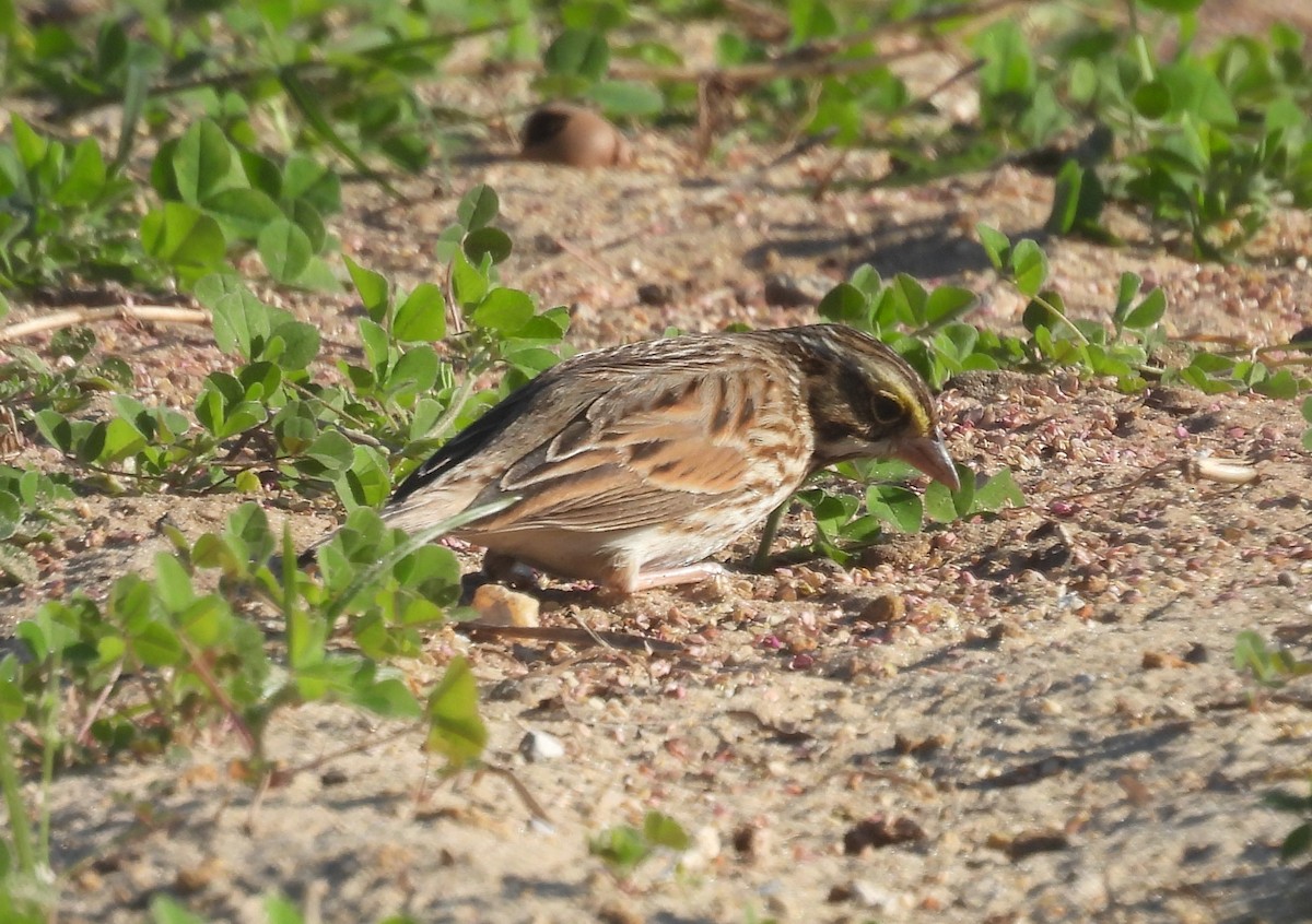 Savannah Sparrow - ML630436946