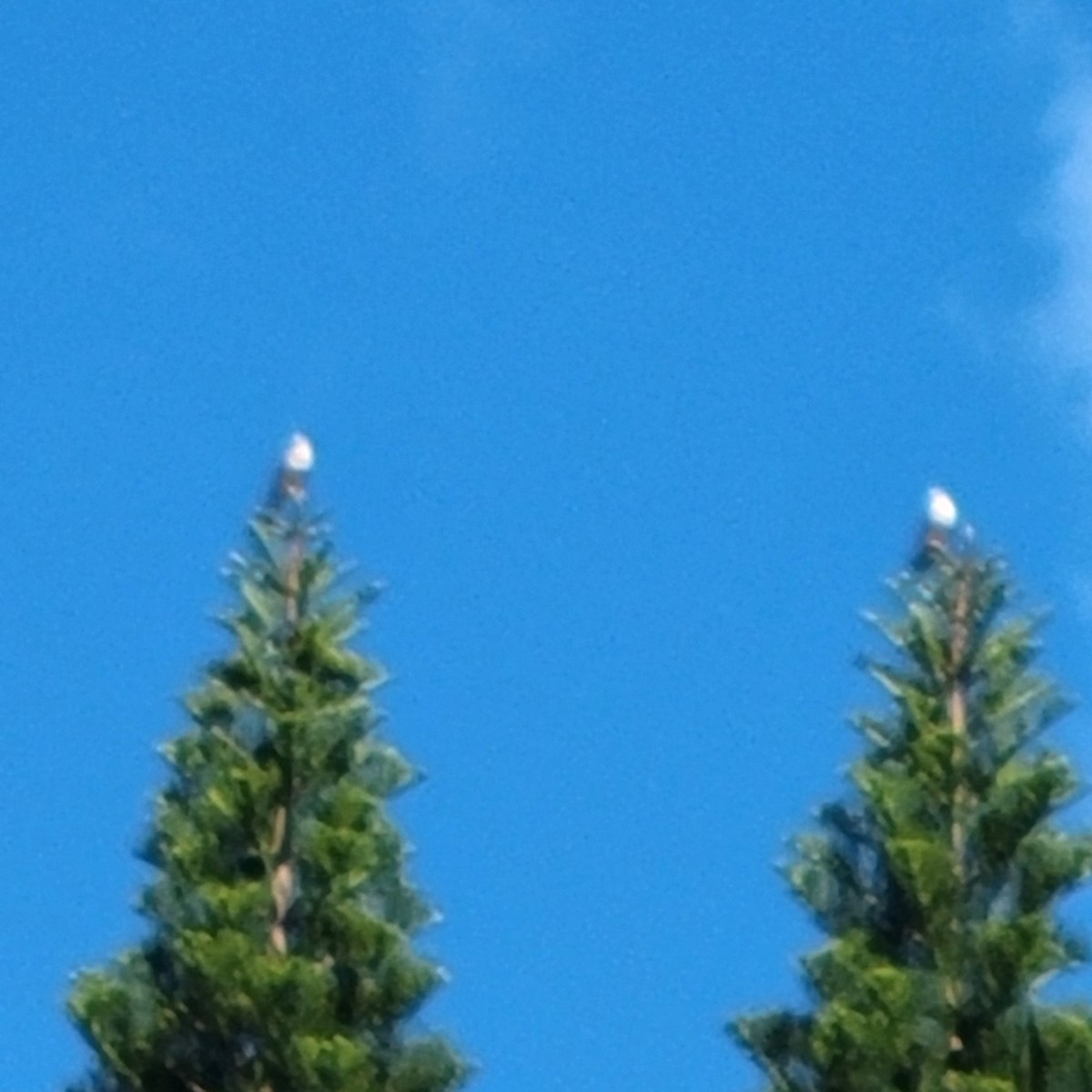 American Kestrel - ML630436993