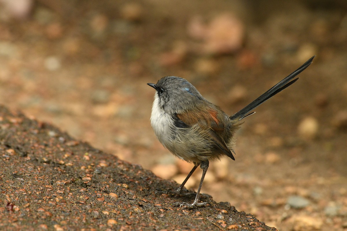 Red-winged Fairywren - ML630437268