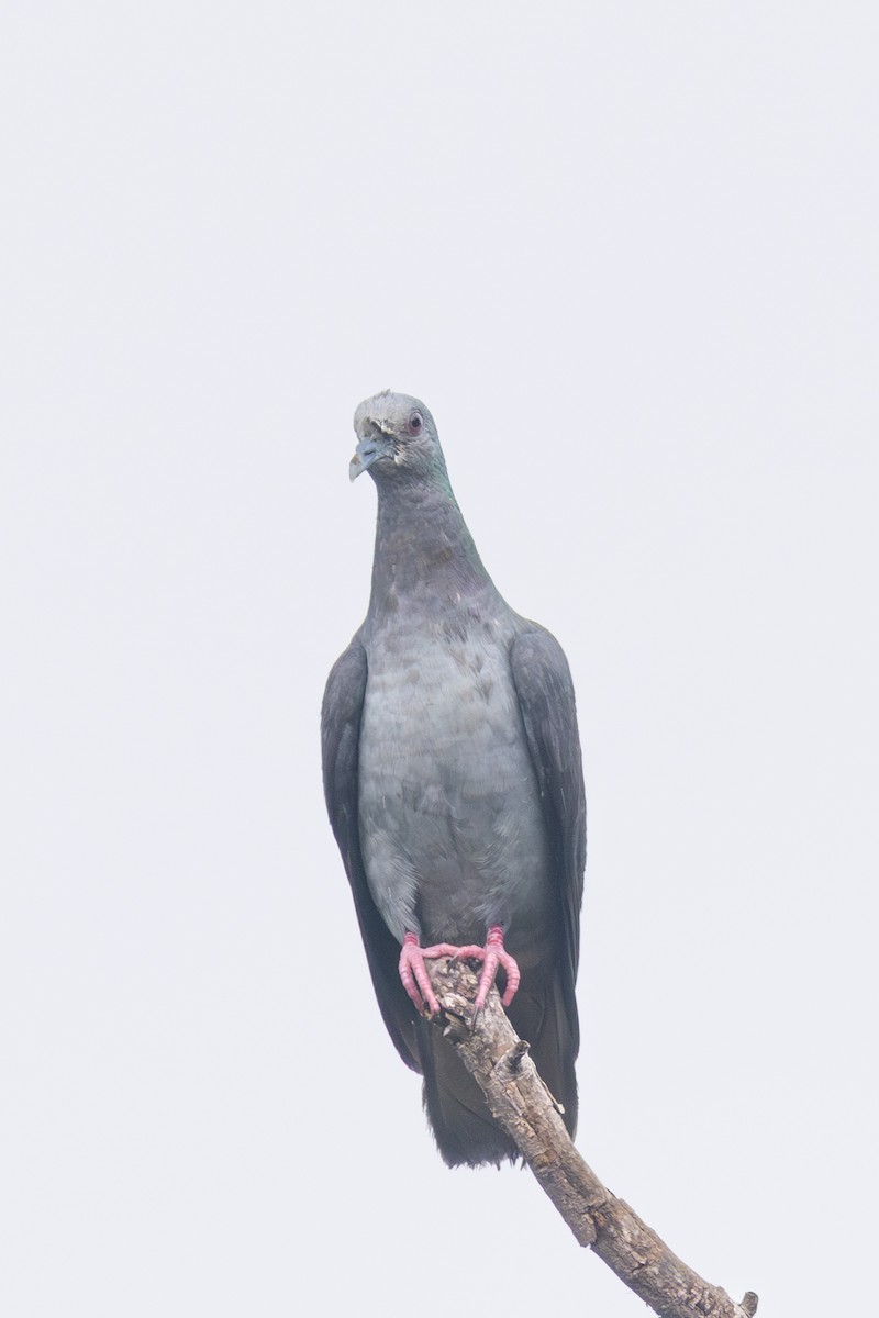 Sao Tome Pigeon - ML630437347