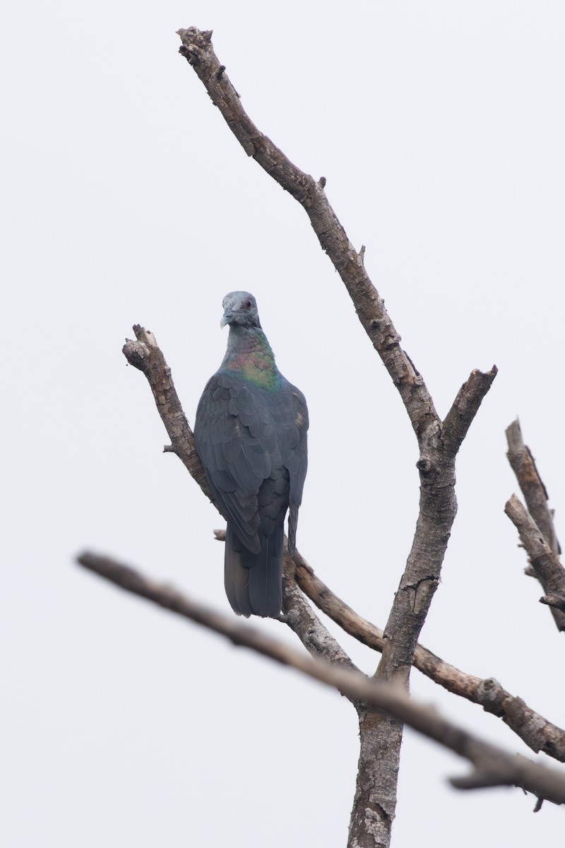 Sao Tome Pigeon - ML630437348