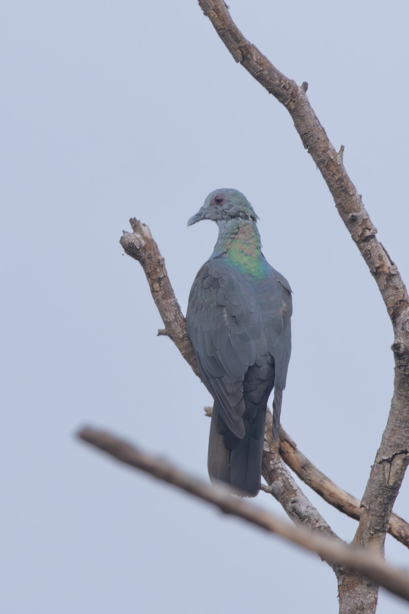 Sao Tome Pigeon - ML630437349
