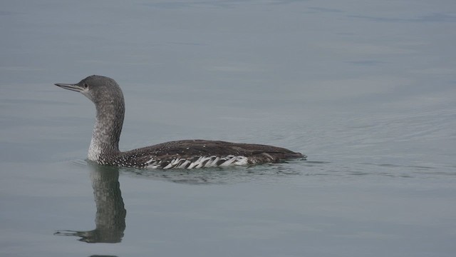 Plongeon catmarin - ML630437370
