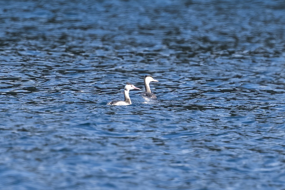 Great Crested Grebe - ML630437428
